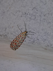 Utetheisa pulchella