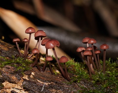 Mycena kurramulla