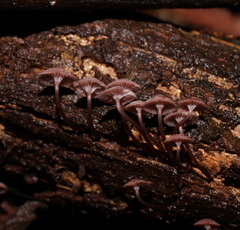 Mycena kurramulla