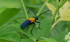 Desmocerus palliatus