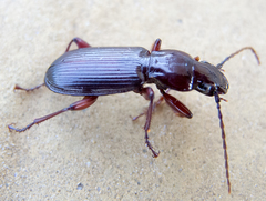 Pterostichus macer