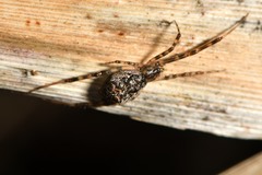 Episinus
