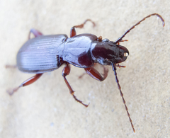 Pterostichus macer
