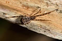 Episinus