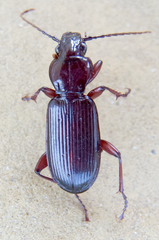 Pterostichus macer