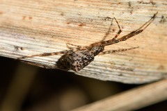 Episinus