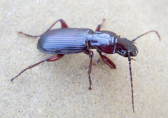 Pterostichus macer