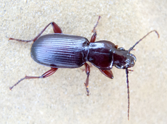 Pterostichus macer