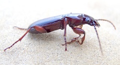 Pterostichus macer