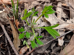 Xanthosia huegelii
