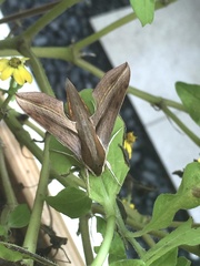 Theretra silhetensis