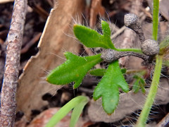 Xanthosia huegelii