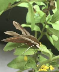 Theretra silhetensis