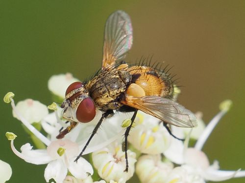 Eliozeta pellucens