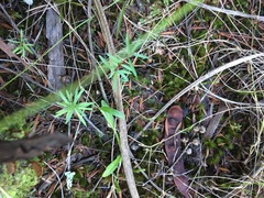 Lobelia anceps