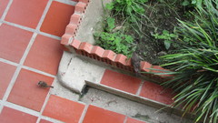 Molothrus bonariensis