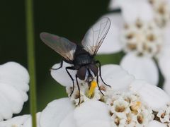 Leucostoma