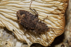 Syrphetodes marginatus