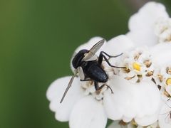 Leucostoma