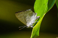 Hypolycaena phorbas
