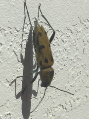 Chlorophorus glabromaculatus