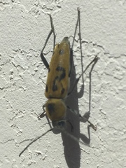 Chlorophorus glabromaculatus