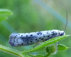 Yponomeuta irrorellus
