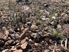 Gypsophila fastigiata