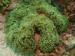 Fimbriaphyllia ancora