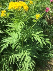 Descurainia tanacetifolia