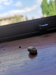 Marmorana serpentina