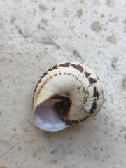 Marmorana serpentina