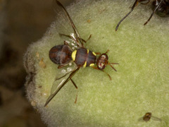 Didacus ciliatus