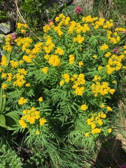 Descurainia tanacetifolia