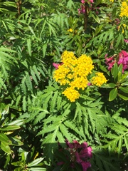 Descurainia tanacetifolia