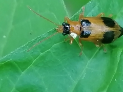Phyllobrotica quadrimaculata