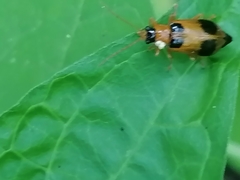 Phyllobrotica quadrimaculata
