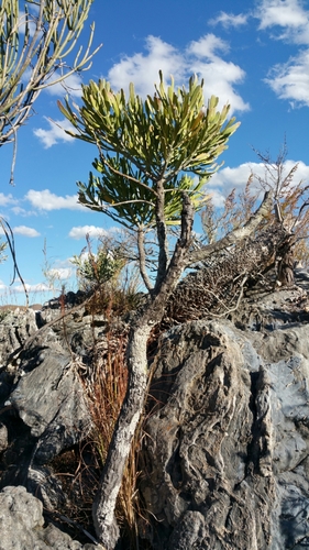 Euphorbia enterophora ssp. enterophora