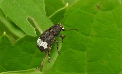 Eurymycter fasciatus