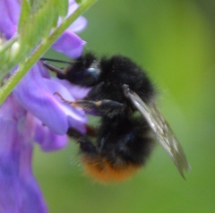 Bombus wurflenii