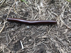 Pachyiulus hungaricus