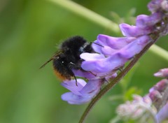 Bombus wurflenii