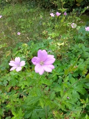 Geranium nodosum