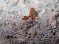 Tetramorium notiale