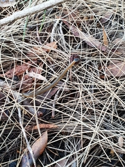 Elapognathus coronatus