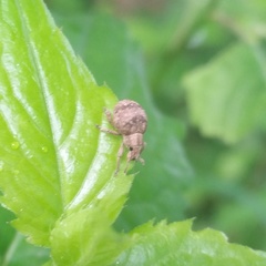 Pseudocneorhinus bifasciatus