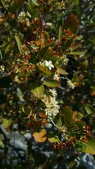 Dombeya apikyensis