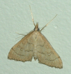 Metasia dicealis