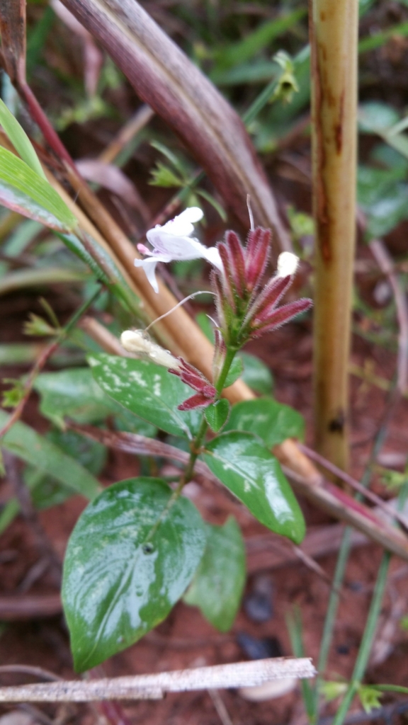 Hypoestes elliotii