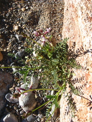 Astragalus preussii